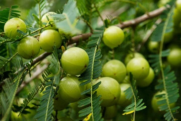 Runija Health Care Natural Amla (Indian Gooseberry) extract rich in Vitamin C